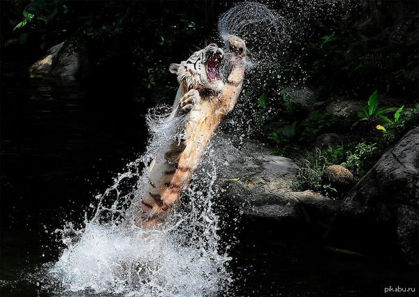 Тигр быстр как ветер