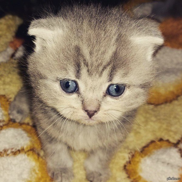 Моему единственному подписчику