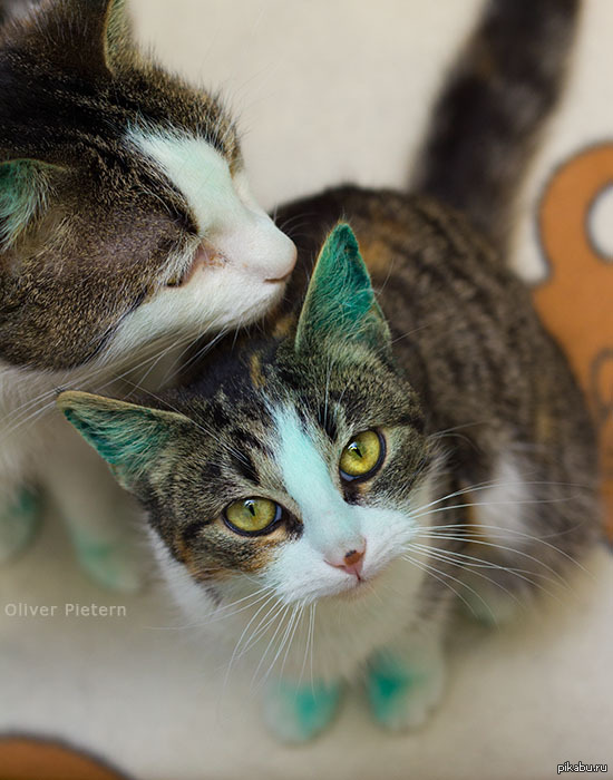 Когда неудачно открыл зеленку