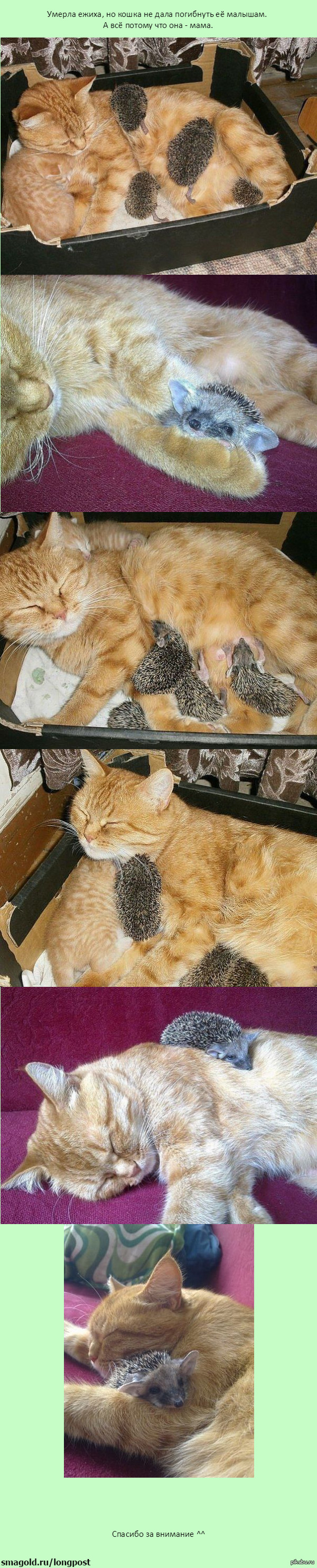 ����������� �������.