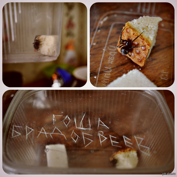 В нашем блоке поселился замечательный сосед!..