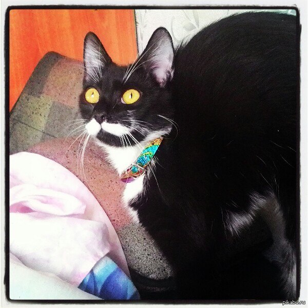 �����-���������, � ������ ����