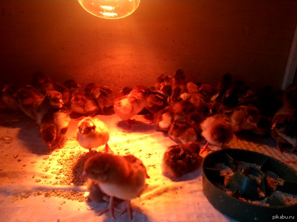 Жадности пост