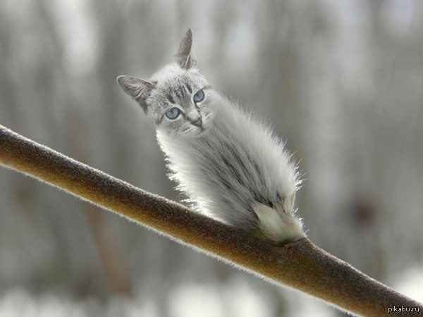 Весна приходит, коты распускаются