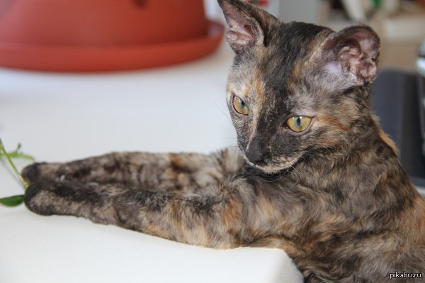 Bordeaux D&amp;#233;coute