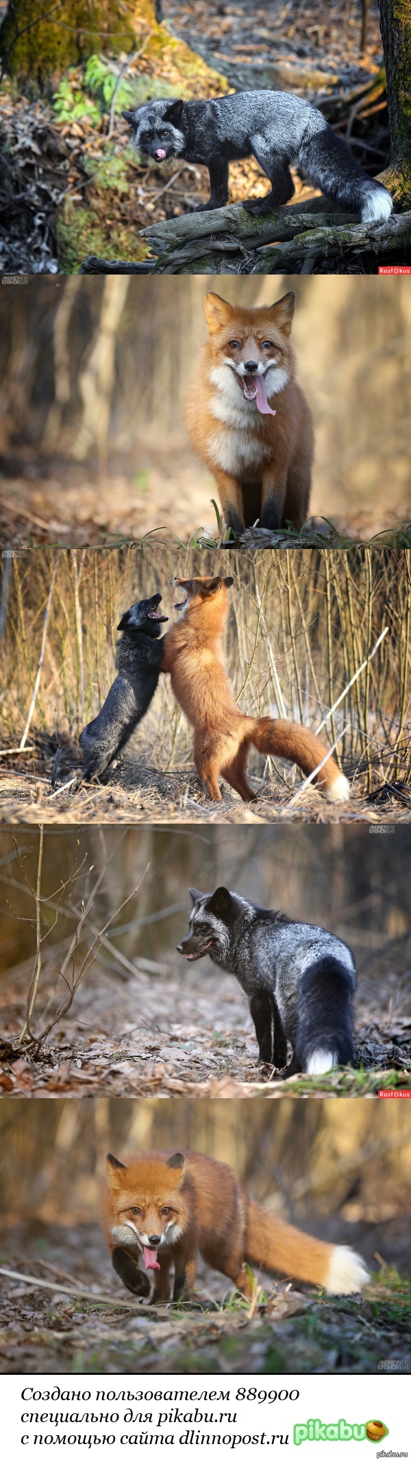 Две хитрющие мордахи поспорили у кого шкура красивее... и разошлись, каждая со своим мнением =)