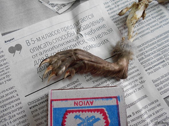 Пикабу! помоги определить что за зверь