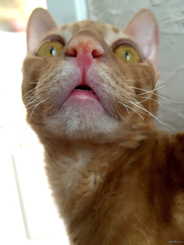 Кот начал глючить последнее время