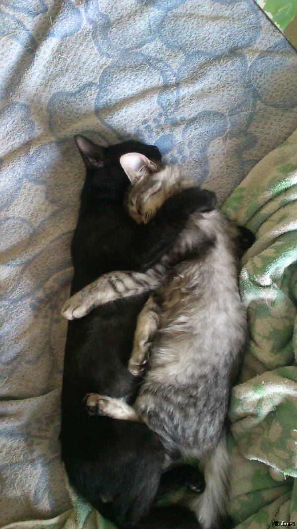 Я знаю, пикабу, тебе это понравится