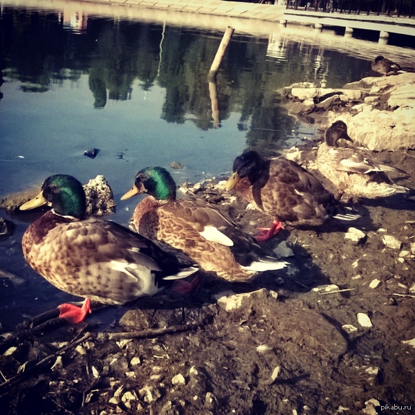 Разбавим атмосферу котиков...