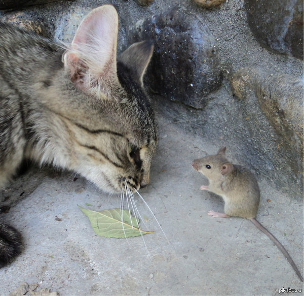 : Cat vs Mouse  -  ,      .    ,  , ...    )