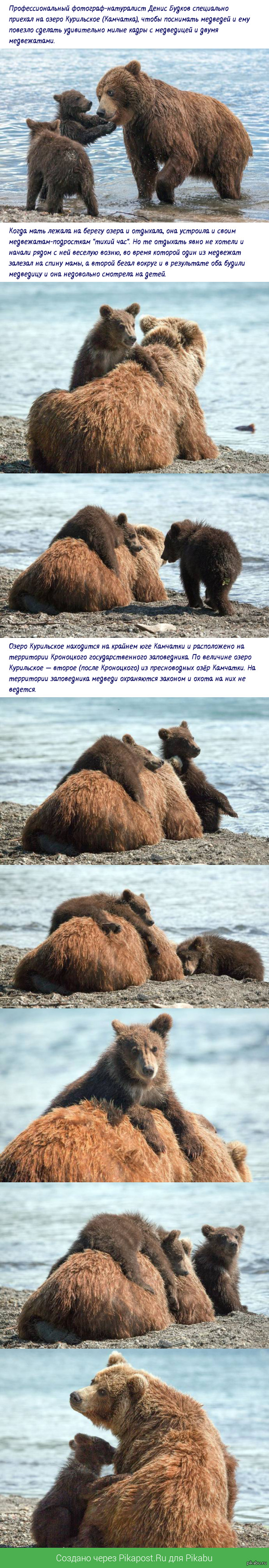 Медведица с медвежатами на Курильском озере