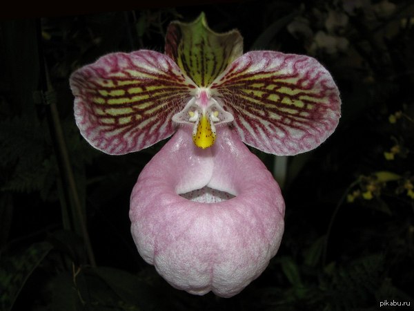 ������, ��� �������� ����.