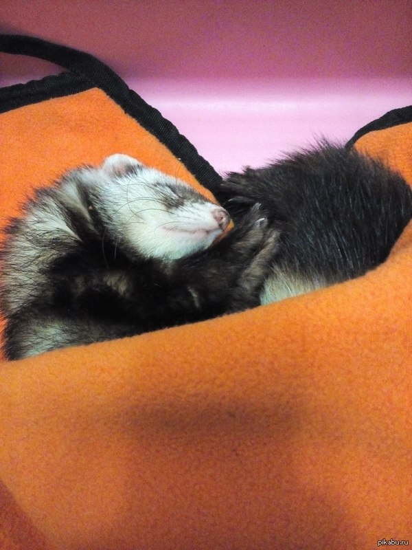 In the animal world - My, Ferret, Sterilization