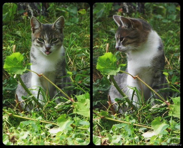 �� �������� �������, ����� ��� ������������ ����