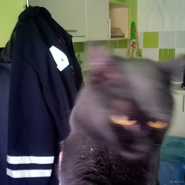 Пыталась сфотографировать вымазавшуюся в строительной пыли кошку...