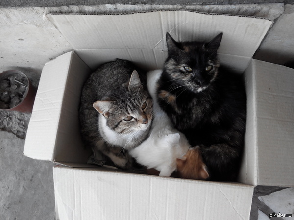 Котоловка