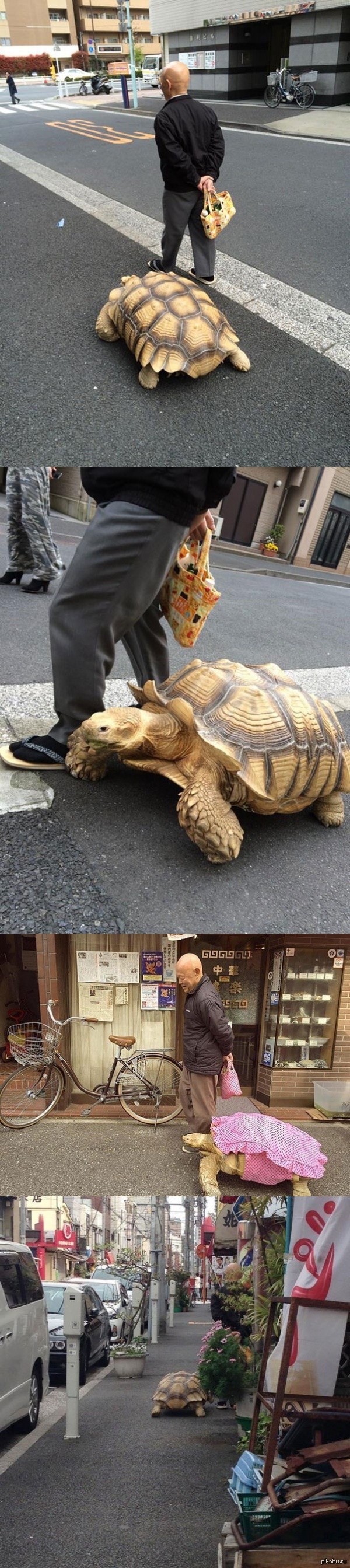 Самый терпеливый хозяин. Токио.