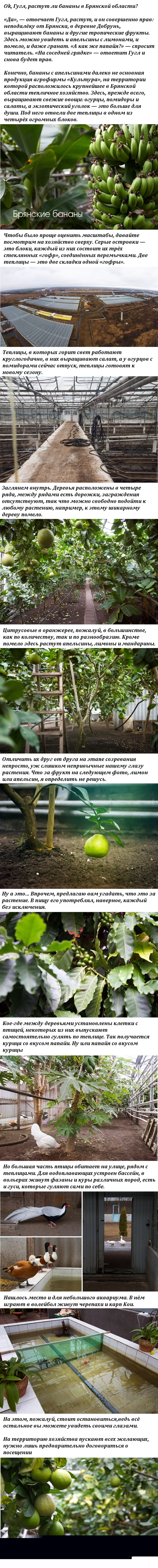 Брянские бананы