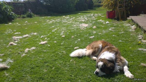 When they try to comb a St. Bernard... - St. Bernard, Dog