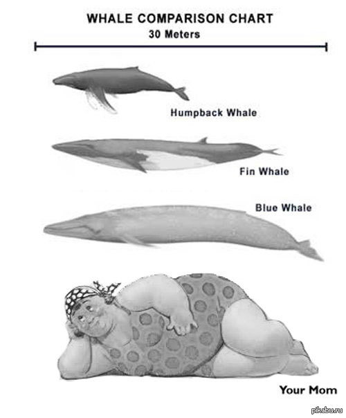 Физиологические признаки синего кита. Синий кит мемы. Шутки про китов. Синий кит схема. Юмор про китов.