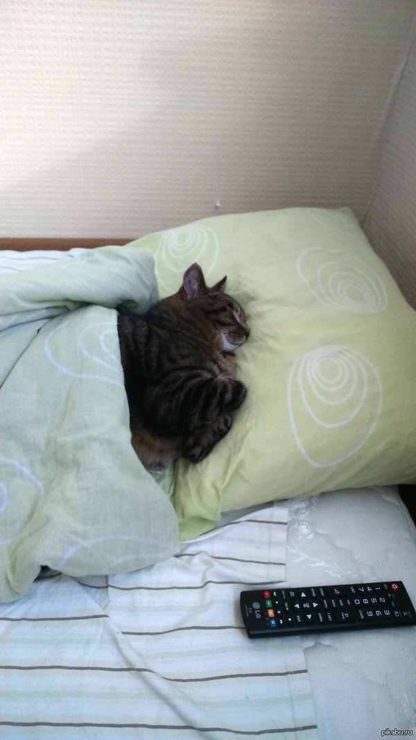 �������� ����� ���� ������ ������