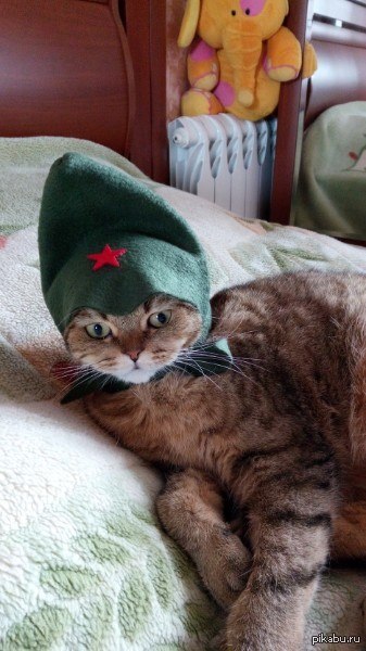 Барсик-буденовец! )))