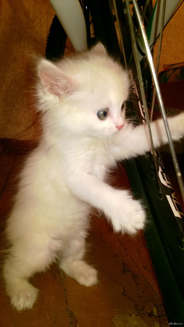 � ������ ������ ������� �������