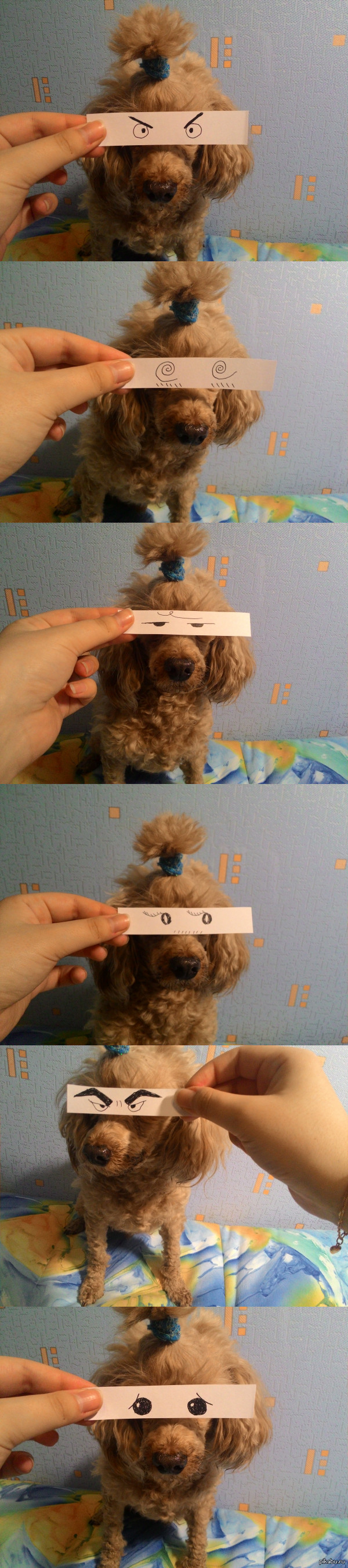 Мой очень послушный пес