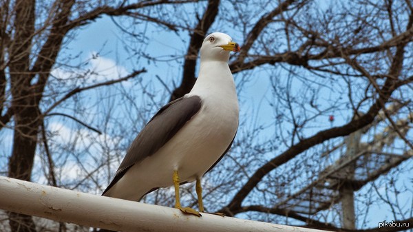 Не хотите ли чайку?