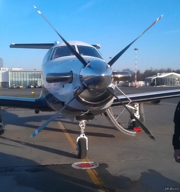 Усатый улыбастр