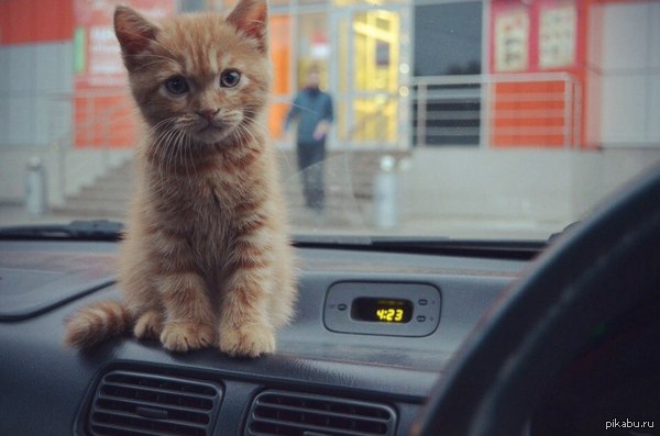 ������ ���