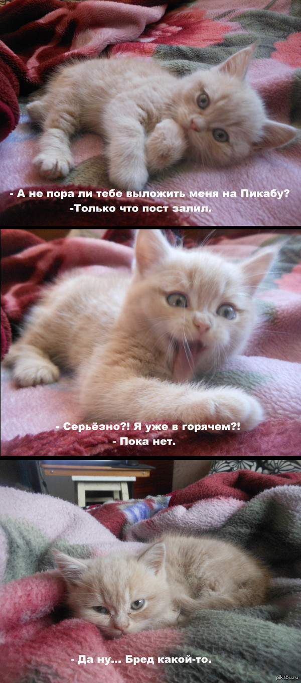 Котёнок по имени Хиро.