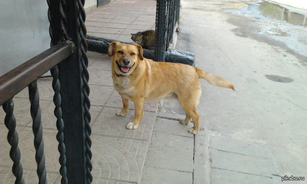 Собака улыбака и кот обосрака