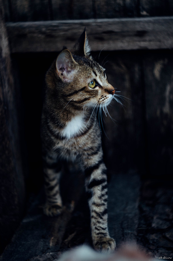   *nikon d3200  *helios 44m