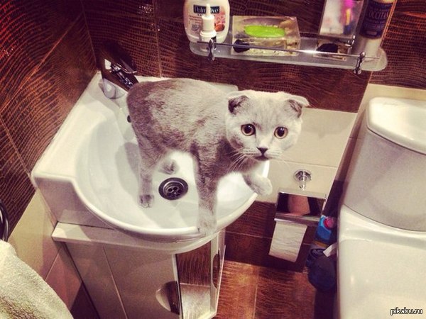 ��� �����, ������ ?