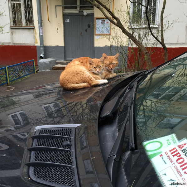 ������� �������...