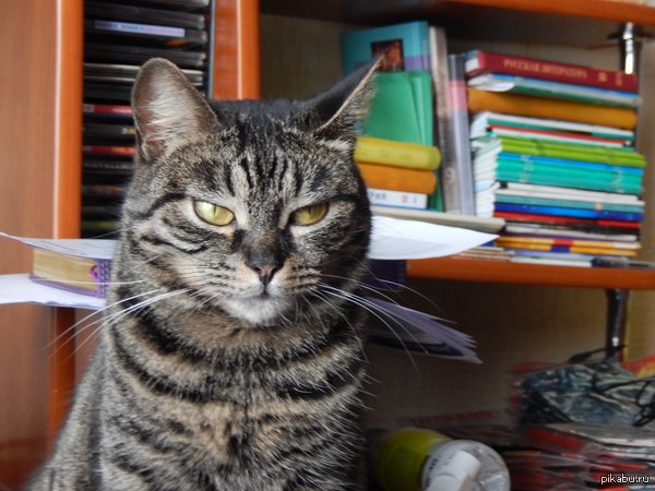 ������ ��� ����� ���� �������)