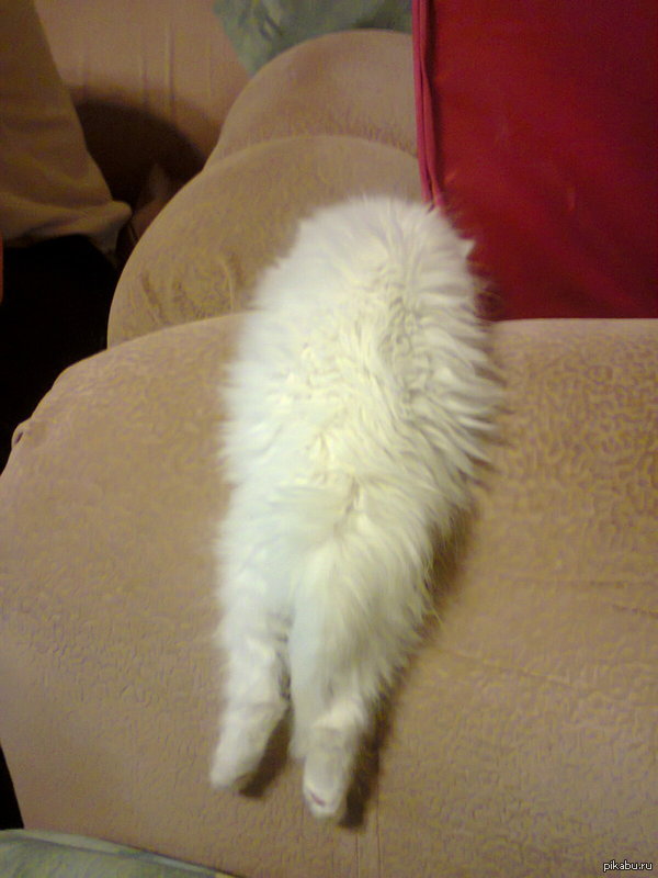 ������ ���))