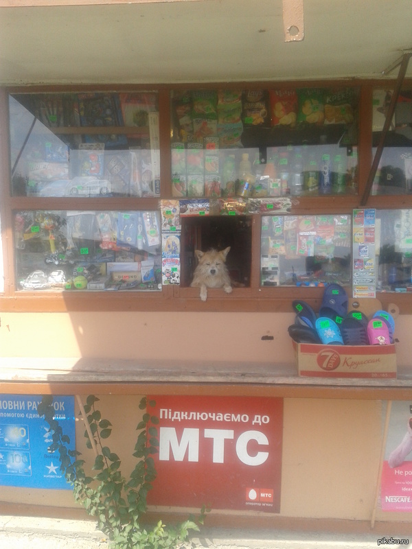 Собака-продавака