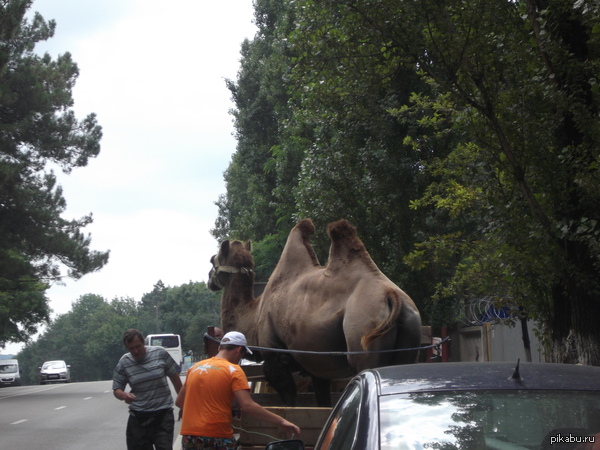 ��������������� ��������.