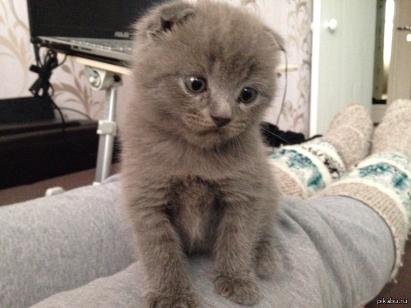 ����������� �������