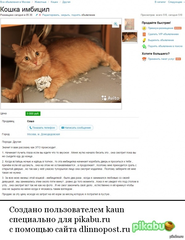 Кот на авито