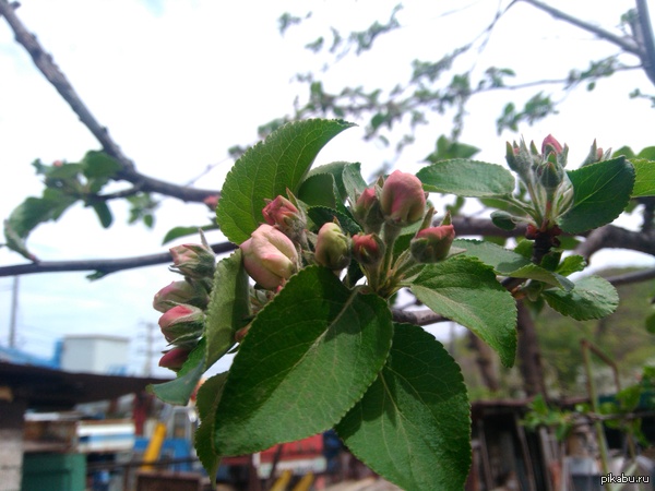 Яблонька скоро зацветет))