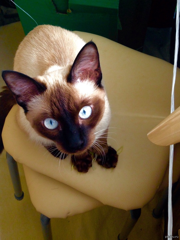 Кефир.Фото на яфон 5.