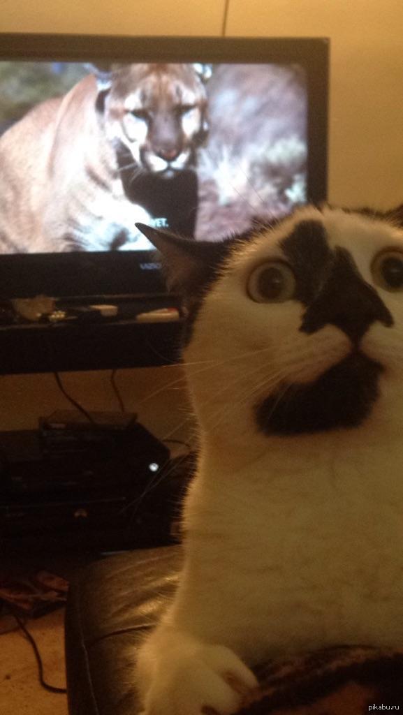 &quot;     ,      &quot;