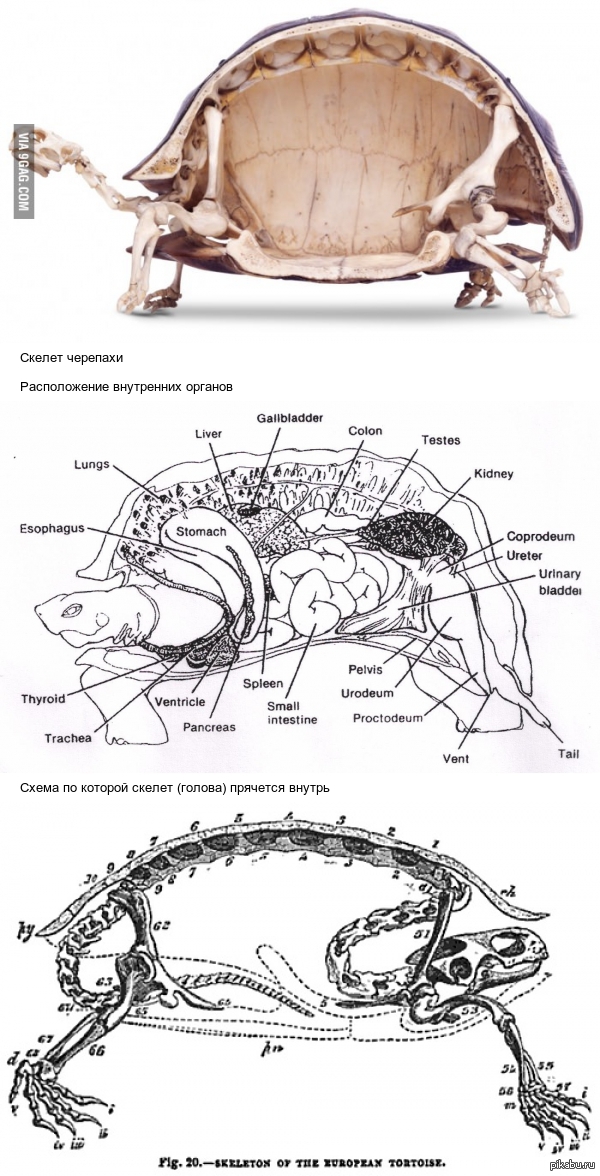 Система черепаха. Скелет черепахи сбоку. Строение панциря красноухой черепахи. Строение панциря черепахи сухопутной. Скелет красноухой черепахи.
