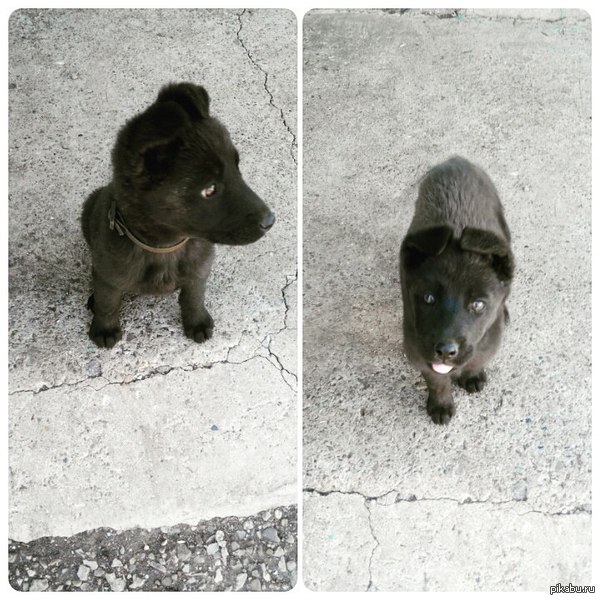 Обычный деревенский щенок)