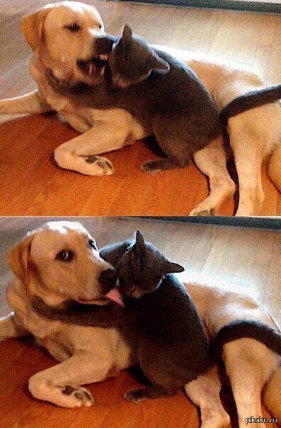 Когда дерешься с младшим братом и тут заходят родители.