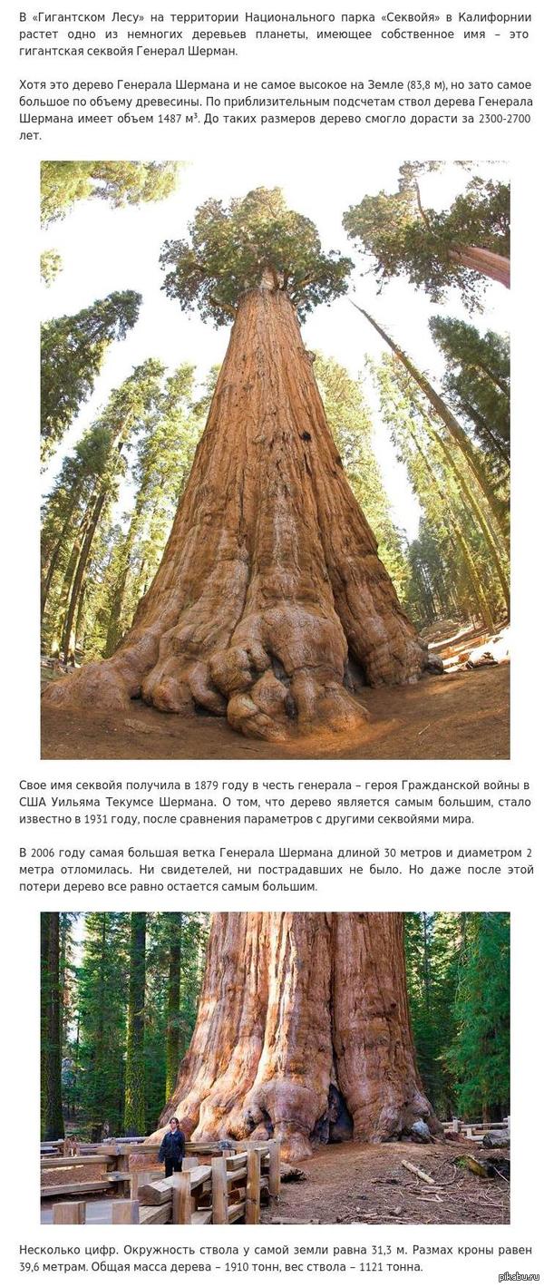 Генерал Шерман. Самое большое дерево на планете.